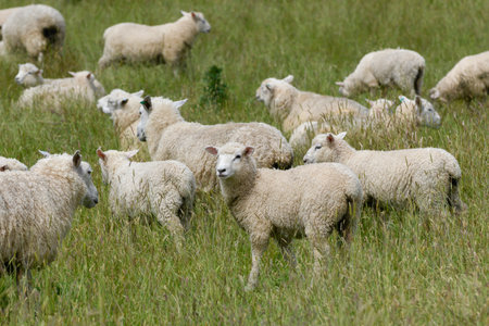 Sheep grazing in a field, Manapouri, Te Anau, Fiordland National Park, South Island, New Zealandのeditorial素材
