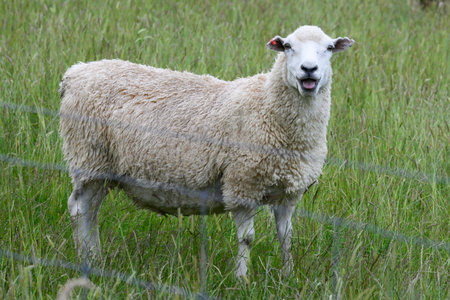 Sheep grazing in a field, Lumsden, Southland, New Zealandのeditorial素材