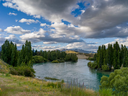 Trees at lakeshore, Albert Town, Wanaka, Otago Region, South Island, New Zealandのeditorial素材