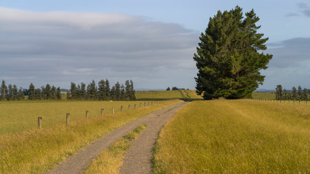 Dirt road passing through countryside, Longridge North, Southland, New Zealandのeditorial素材