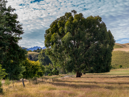 Trees in a field, Albert Town, Wanaka, Otago Region, South Island, New Zealandのeditorial素材