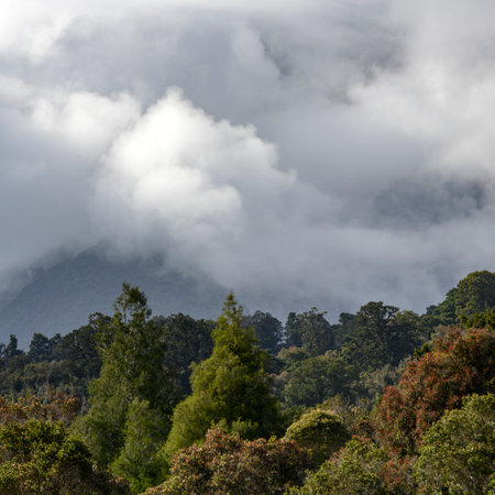 Trees on mountain, West Coast, South Island, New Zealandのeditorial素材