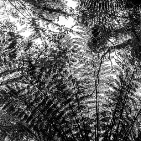Close-up of ferns, Lake Matheson Walk, West Coast, South Island, New Zealandのeditorial素材