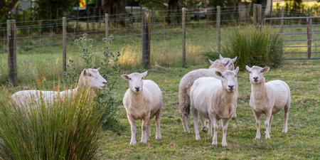 Sheep on a ranch, Totara Flats, Grey County, South Island, New Zealandのeditorial素材