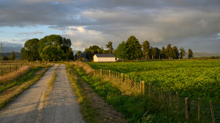 Dirt road passing through field, Totara Flats, Grey County, South Island, New Zealandのeditorial素材