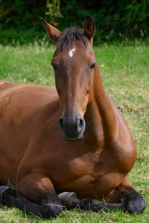 Horse resting on grass, West Coast, South Island, New Zealandのeditorial素材