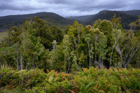 Forest landscape, Hokitika, Hokitika, West Coast Region, South island, New Zealandのeditorial素材
