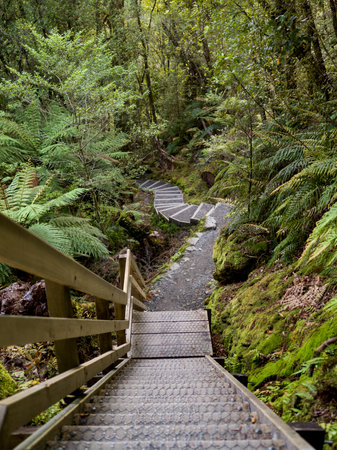 Boardwalk in a forest, Lake Matheson Walk, West Coast, South Island, New Zealandのeditorial素材