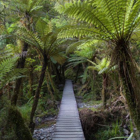 Boardwalk in a forest, Lake Matheson Walk, West Coast, South Island, New Zealandのeditorial素材