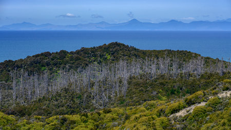 Dead trees in forest, Abel Tasman Coast Track, Abel Tasman National Park, South Island, New Zealandのeditorial素材