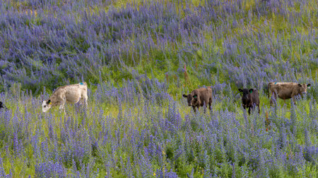 Cattle grazing in lupin field, Totara Flats, Grey County, South Island, New Zealandのeditorial素材