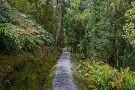 Path through a forest, Hokitika, Hokitika, West Coast Region, South island, New Zealandのeditorial素材