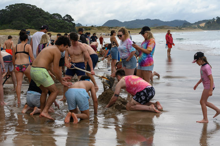 Tourists digging holes at natural springs on Hot Water Beach, The Coromandel, North Island, New Zealandのeditorial素材