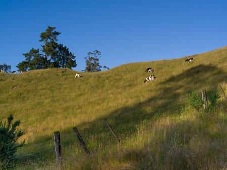 Cattle grazing on hillside grasslands, Totara Flats, Grey County, South Island, New Zealandのeditorial素材