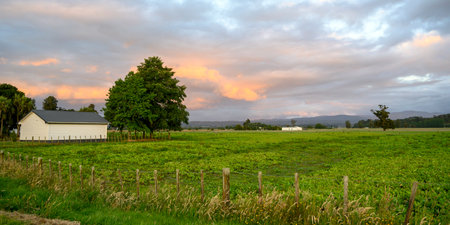 Agricultural field with barn, Totara Flats, Grey County, South Island, New Zealand,のeditorial素材