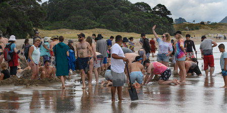 Tourists digging holes at natural springs on Hot Water Beach, The Coromandel, North Island, New Zealandのeditorial素材