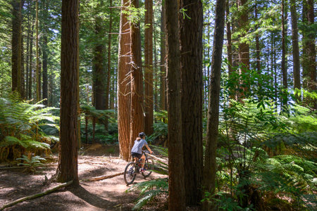 Woman riding bicycle, Rotorua, Bay Of Plenty Region, North Island, New Zealandのeditorial素材