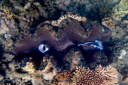 Giant Clam, Low Isles, Great Barrier Reef, Queensland, Australiaのeditorial素材