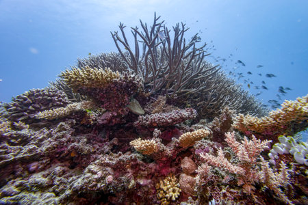 School of fish and coral reef, Agincourt Reef, Great Barrier Reef, Queensland, Australiaのeditorial素材