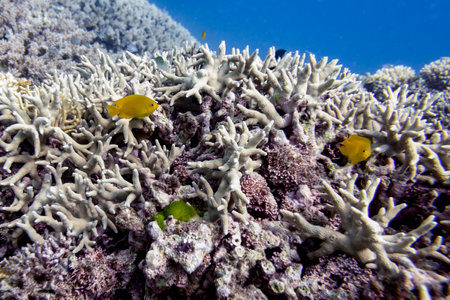 Fish among coral reef, Agincourt Reef, Great Barrier Reef, Queensland, Australia