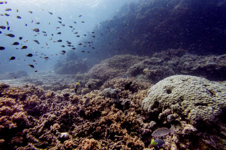 Fish and Coral underwater, Agincourt Reef, Great Barrier Reef, Queensland, Australiaのeditorial素材