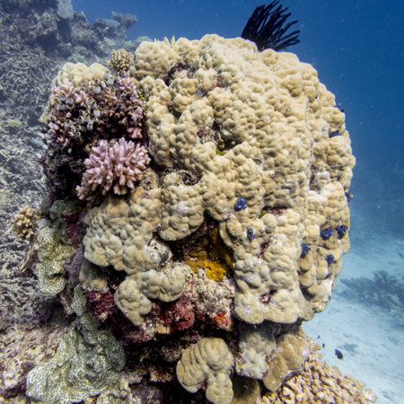 Coral reef, Agincourt Reef, Great Barrier Reef, Queensland, Australiaのeditorial素材