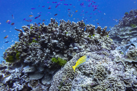 Fish swimming near coral, Barracuda Bommie Dive Site, Great Barrier Reef, Queensland, Australiaのeditorial素材