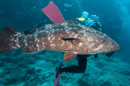 Grouper fish near scuba diver, Castle Rock Dive Site, Nursery Dive Site, Great Barrier Reef, Queensland, Australiaのeditorial素材
