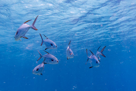 Fish Underwater, Barracuda Bommie Dive Site, Great Barrier Reef, Queensland, Australiaのeditorial素材