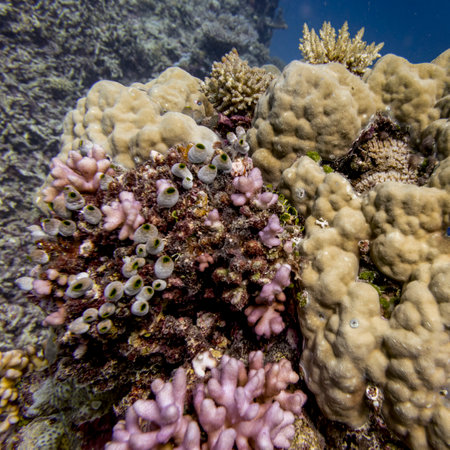 Coral reef, Agincourt Reef, Great Barrier Reef, Queensland, Australiaのeditorial素材