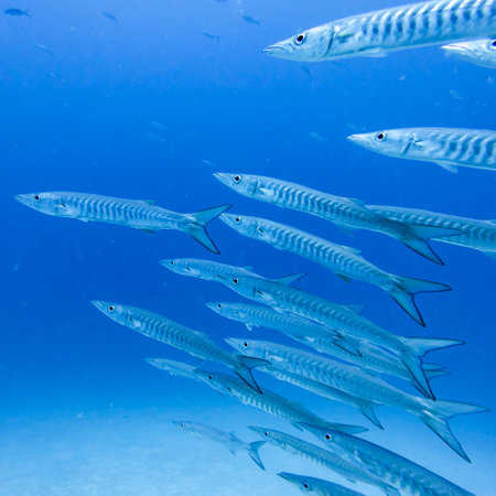 Barracuda underwater, Barracuda Bommie Dive Site, Great Barrier Reef, Queensland, Australiaのeditorial素材
