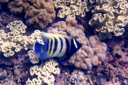 Striped angelfish near corals, Low Isles, Great Barrier Reef, Queensland, Australiaのeditorial素材