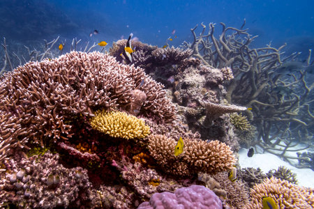 Fish and corals, Agincourt Reef, Great Barrier Reef, Queensland, Australiaのeditorial素材