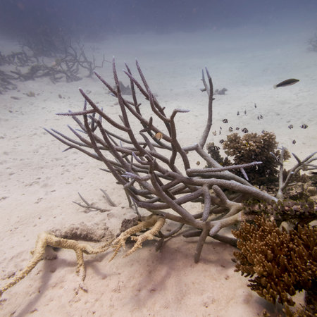 Coral, Agincourt Reef, Great Barrier Reef, Queensland, Australiaのeditorial素材