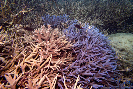 Fish above branch corals, Nursery Dive Site, Great Barrier Reef, Queensland, Australiaのeditorial素材