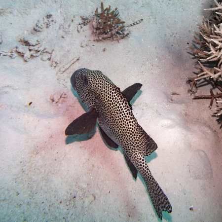 Pufferfish, Turtle Bommie Dive Site, Great Barrier Reef, Queensland, Australiaのeditorial素材