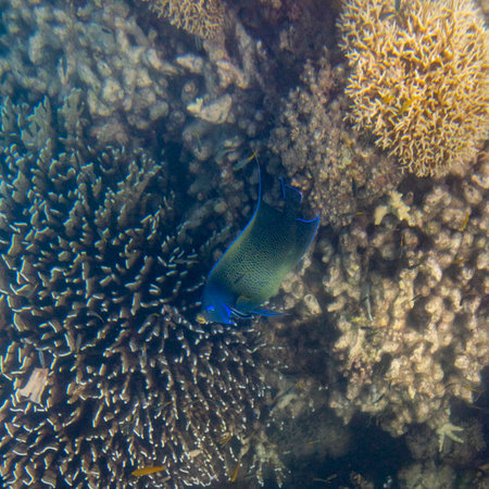 Semicircled Angelfish (Pomacanthus semicirculatus), Low Isles, Great Barrier Reef, Queensland, Australiaのeditorial素材