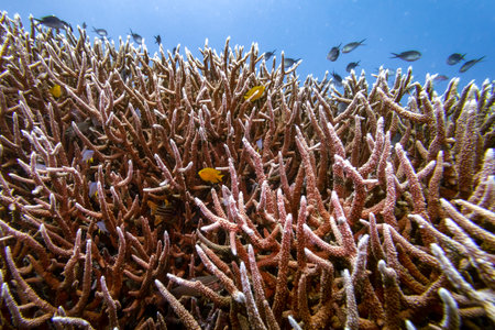 Branch corals and school of fish underwater, Agincourt Reef, Great Barrier Reef, Queensland, Australiaのeditorial素材