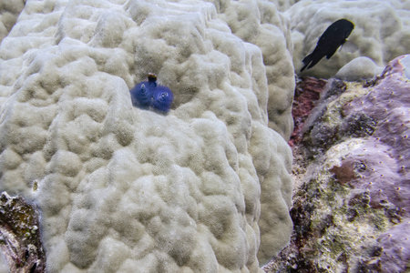 Fish and sea coral, Agincourt Reef, Great Barrier Reef, Queensland, Australiaのeditorial素材