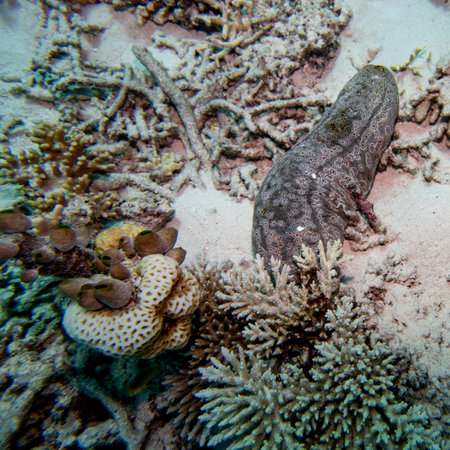 Moray eel near corals, Turtle Bommie Dive Site, Great Barrier Reef, Queensland, Australia