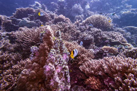 Bannerfish among coral reefs, Agincourt Reef, Great Barrier Reef, Queensland, Australiaのeditorial素材