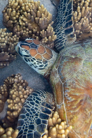 Green Sea turtle, Low Isles, Great Barrier Reef, Queensland, Australiaのeditorial素材