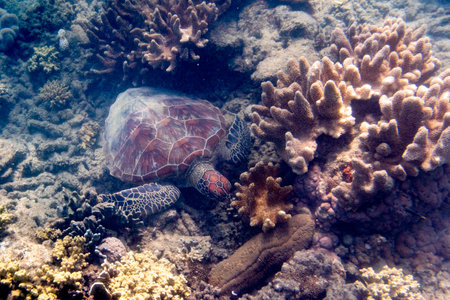 Green Sea Turtle and Corals, Low Isles, Great Barrier Reef, Queensland, Australiaのeditorial素材