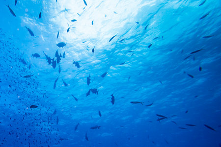 School of fish underwater, Nursery Dive Site, Great Barrier Reef, Queensland, Australiaのeditorial素材