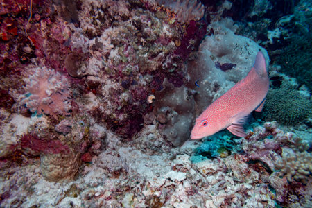 Coral trout, Nursery Dive Site, Great Barrier Reef, Queensland, Australiaのeditorial素材