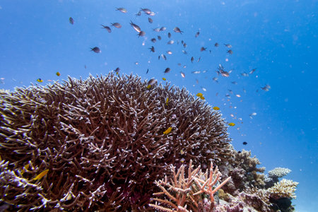 Branch corals and school of fish underwater, Agincourt Reef, Great Barrier Reef, Queensland, Australiaのeditorial素材