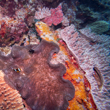 Clownfish and three spotted damselfish near sea anemone, Nursery Dive Site, Great Barrier Reef, Queensland, Australiaのeditorial素材