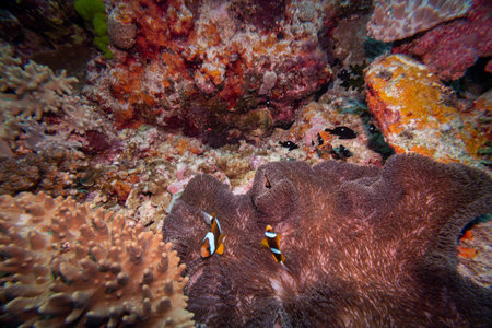 Clownfish and three spotted damselfish near sea anemone, Nursery Dive Site, Great Barrier Reef, Queensland, Australiaのeditorial素材
