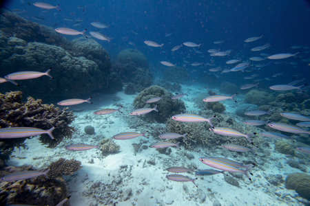 School of striped fish, Nursery Dive Site, Great Barrier Reef, Queensland, Australiaのeditorial素材