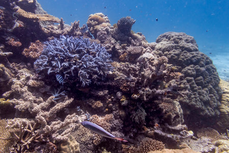 Fish swimming near coral, Barracuda Bommie Dive Site, Great Barrier Reef, Queensland, Australiaのeditorial素材